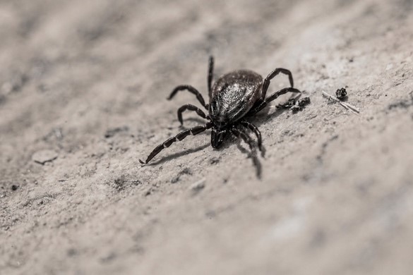 A close-up black-and-white photograph of a tick on a rough surface